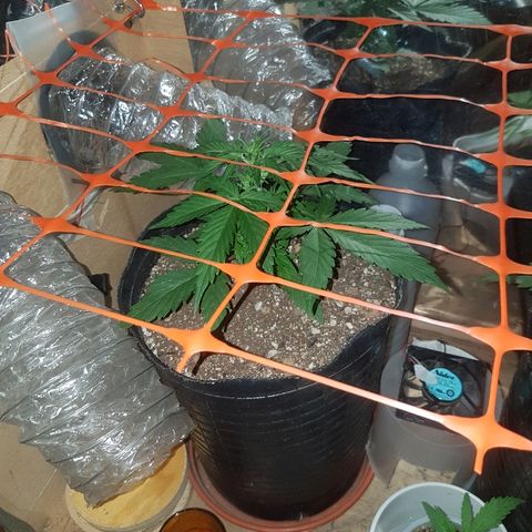 Amnesia Auto growlog timeline photo