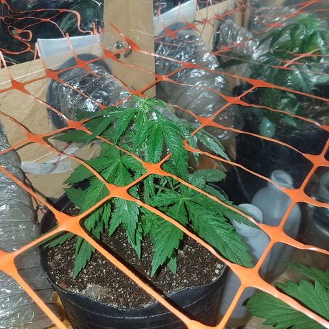 Amnesia Auto growlog timeline photo