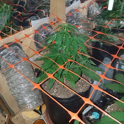Amnesia Auto growlog timeline photo