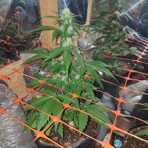 Amnesia Auto growlog timeline photo