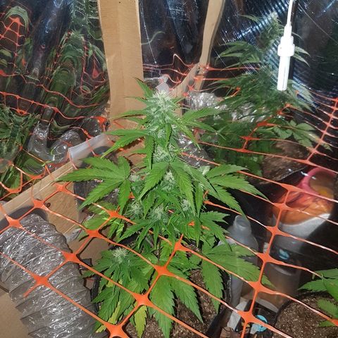 Amnesia Auto growlog timeline photo