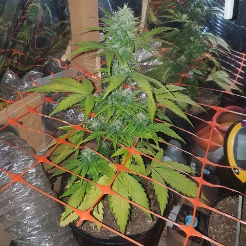 Amnesia Auto growlog timeline photo