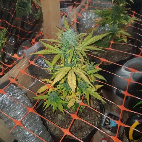Amnesia Auto growlog timeline photo