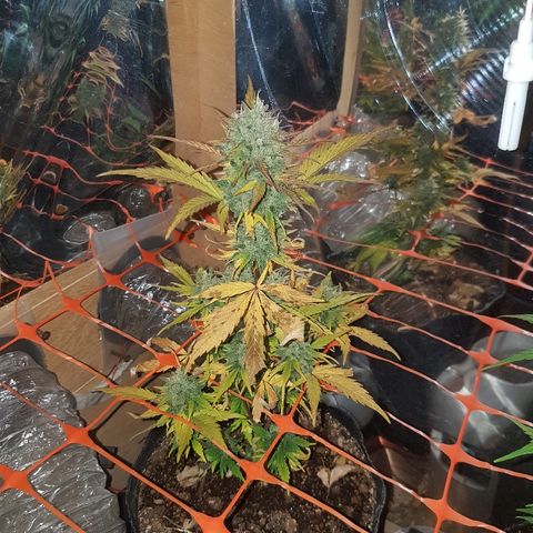 Amnesia Auto growlog timeline photo