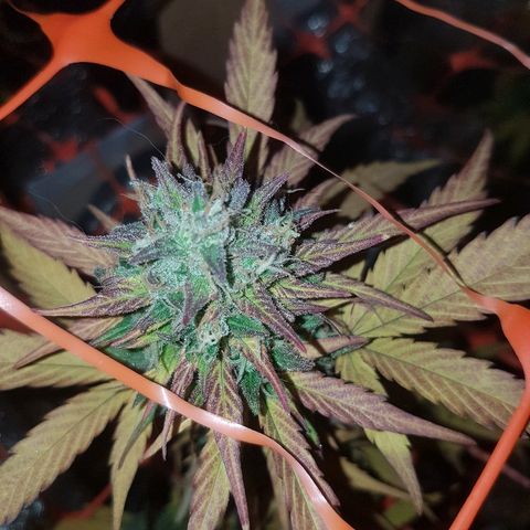 Amnesia Auto growlog timeline photo