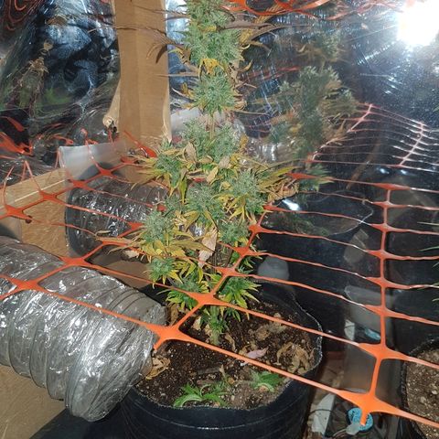 Amnesia Auto growlog timeline photo