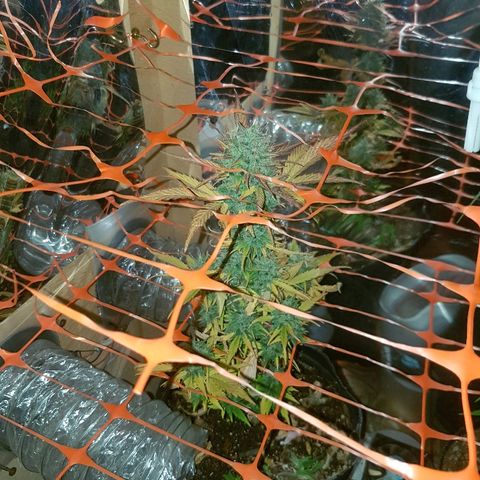 Amnesia Auto growlog timeline photo