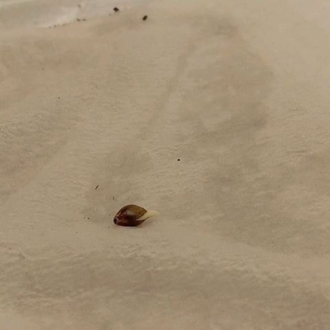Gorilla Punch Auto. Season 1 growlog photo: Tap-root starting to form.
I will plant Tomorrow.