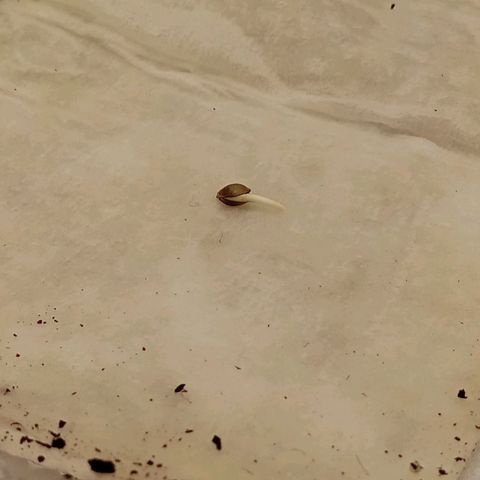 Gorilla Punch Auto. Season 1 growlog photo: Seed has been germinated and is now planted.