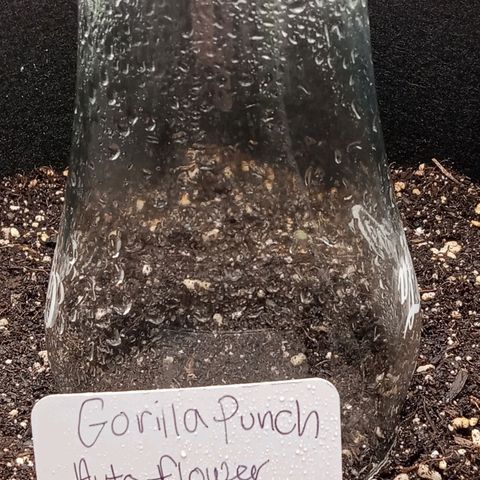 Gorilla Punch Auto. Season 1 growlog photo: Seed has been germinated and is now planted.