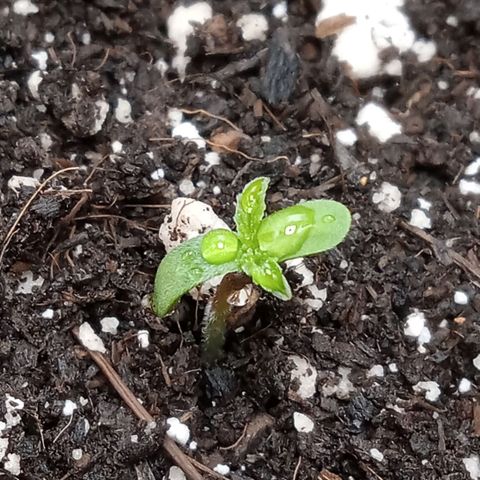 Gorilla Punch Auto. Season 1 growlog photo: Plant has Officially entered the seedling stage