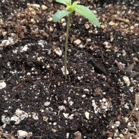 Gorilla Punch Auto. Season 1 growlog timeline photo