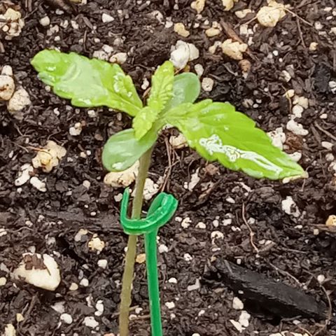 Gorilla Punch Auto. Season 1 growlog timeline photo