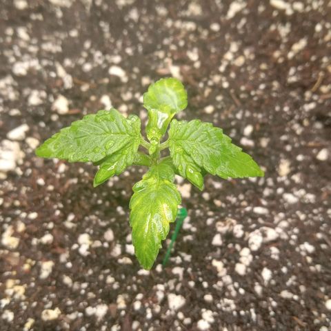 Gorilla Punch Auto. Season 1 growlog photo: Plant has started growing 3rd node. I am now switching the light spectrum to vegetative stage.