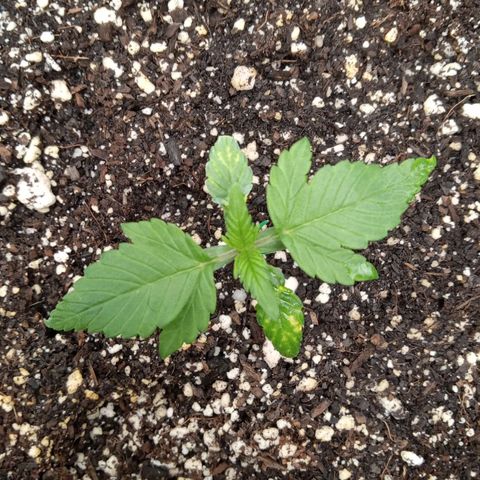 Gorilla Punch Auto. Season 1 growlog photo: I have watered the soil with 6.5 pH water in a spray bottle. Additionally I lowered the light to 22 in / 55.8 cm.