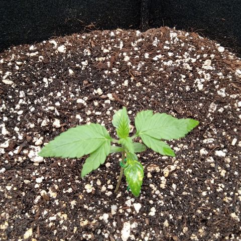 Gorilla Punch Auto. Season 1 growlog photo: I have watered the soil with 6.5 pH water in a spray bottle. Additionally I lowered the light to 22 in / 55.8 cm.