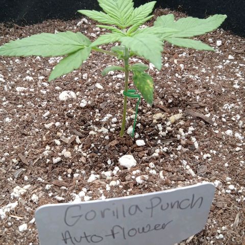 Gorilla Punch Auto. Season 1 growlog timeline photo