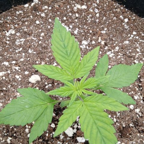 Gorilla Punch Auto. Season 1 growlog timeline photo