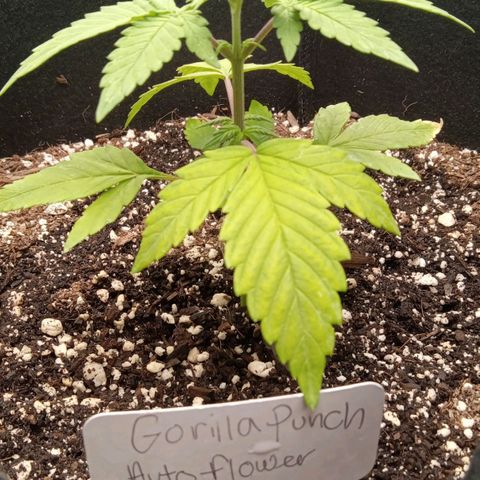 Gorilla Punch Auto. Season 1 growlog timeline photo