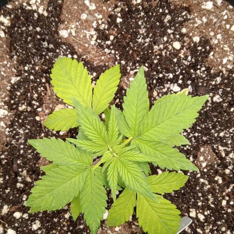 Gorilla Punch Auto. Season 1 growlog timeline photo