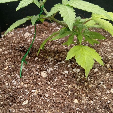 Gorilla Punch Auto. Season 1 growlog photo: Today is day 1 of LST