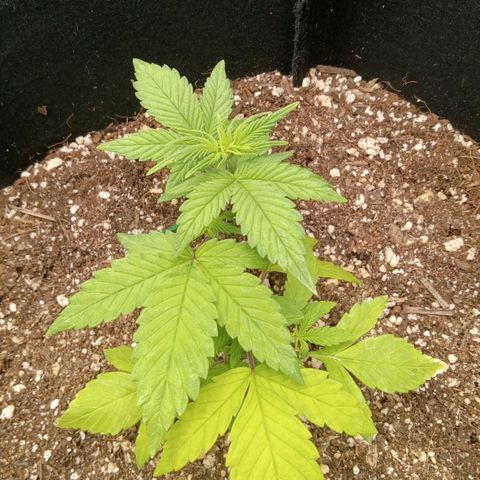 Gorilla Punch Auto. Season 1 growlog photo: Today is day 1 of LST