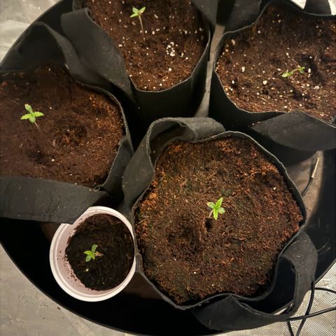Ethos Super Lemon Reg #2 growlog timeline photo