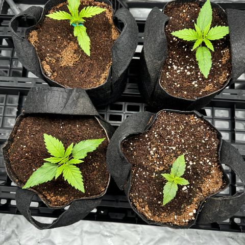 Ethos Super Lemon Reg #2 growlog timeline photo