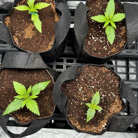Ethos Super Lemon Reg #2 growlog timeline photo
