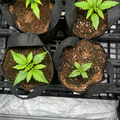 Ethos Super Lemon Reg #2 growlog timeline photo