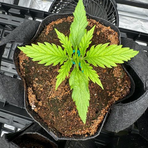 Ethos Super Lemon Reg #2 growlog timeline photo