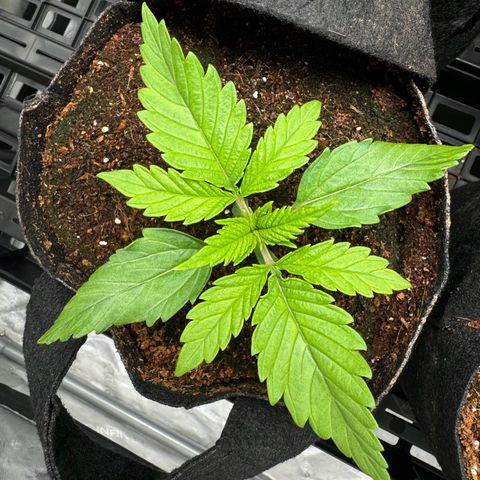 Ethos Super Lemon Reg #2 growlog timeline photo
