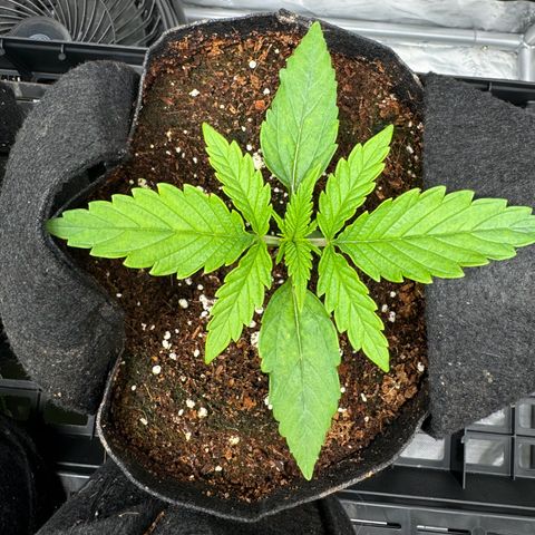 Ethos Super Lemon Reg #2 growlog timeline photo