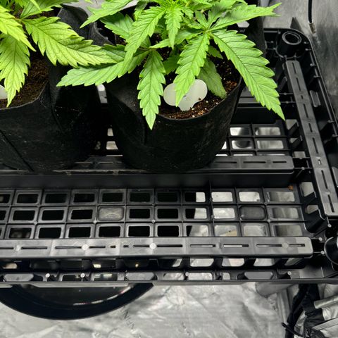 Ethos Super Lemon Reg #2 growlog photo: Still in one gallon coco coir