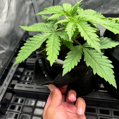 Ethos Super Lemon Reg #2 growlog photo: Still in one gallon coco coir