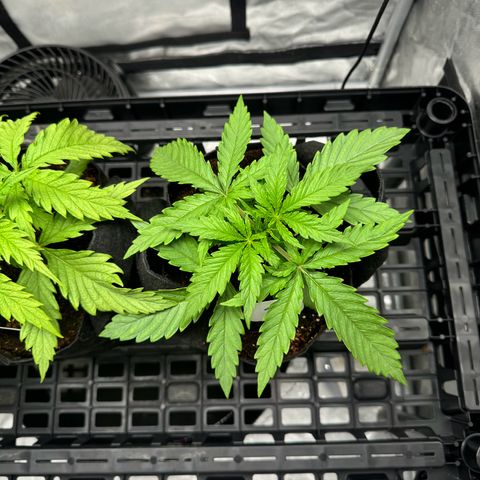 Ethos Super Lemon Reg #2 growlog photo: Still in one gallon coco coir