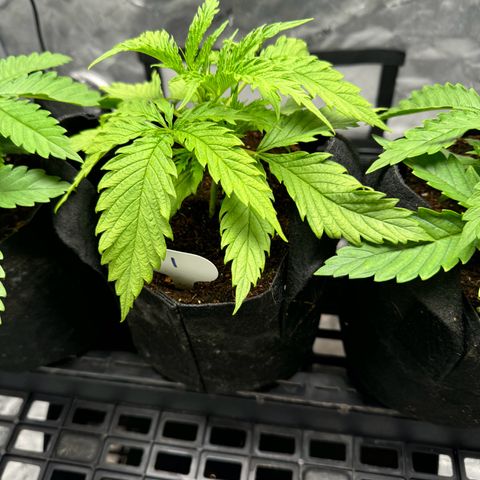 Ethos Super Lemon Reg #2 growlog photo: Still in one gallon coco coir