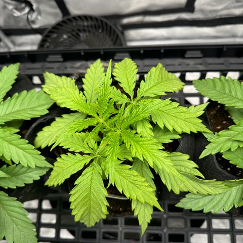 Ethos Super Lemon Reg #2 growlog photo: Still in one gallon coco coir