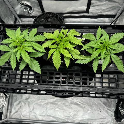 Ethos Super Lemon Reg #2 growlog photo: Still in one gallon coco coir