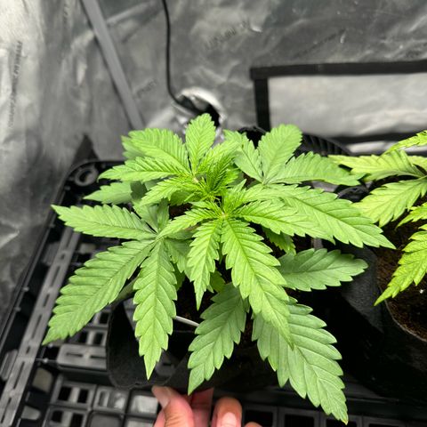 Ethos Super Lemon Reg #2 growlog photo: Still in one gallon coco coir