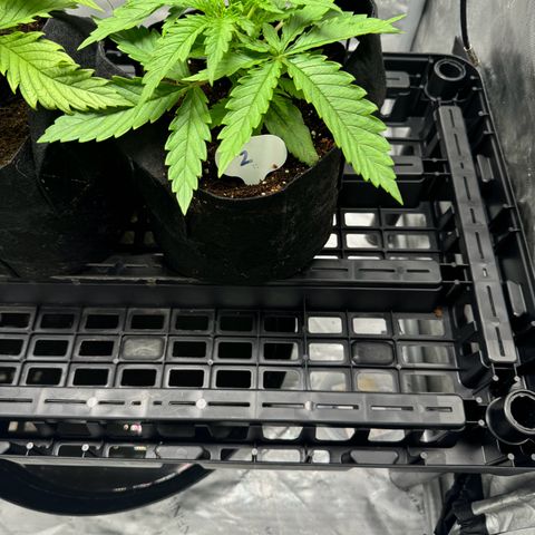 Ethos Super Lemon Reg #2 growlog photo: Still in one gallon coco coir