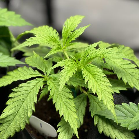 Ethos Super Lemon Reg #2 growlog photo: Topped 