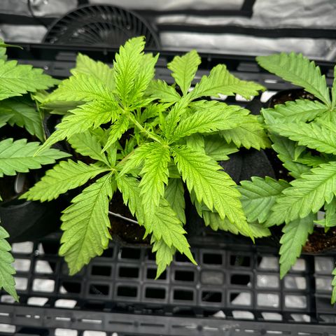 Ethos Super Lemon Reg #2 growlog photo: Topped 
