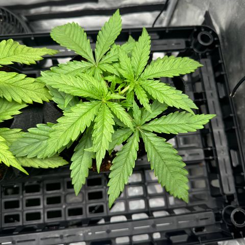 Ethos Super Lemon Reg #2 growlog photo: Topped 
