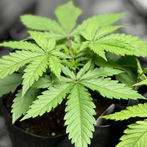 Ethos Super Lemon Reg #2 growlog photo: Topped 