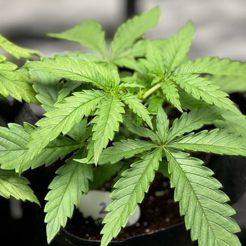 Ethos Super Lemon Reg #2 growlog photo: Topped 