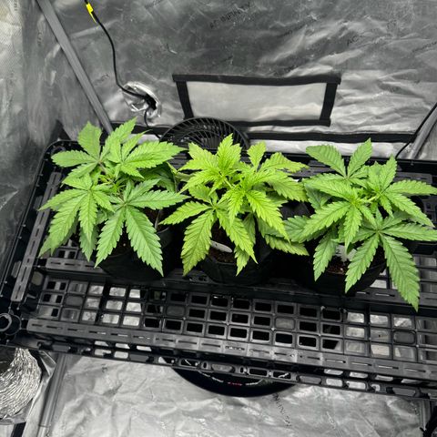 Ethos Super Lemon Reg #2 growlog photo: Topped 