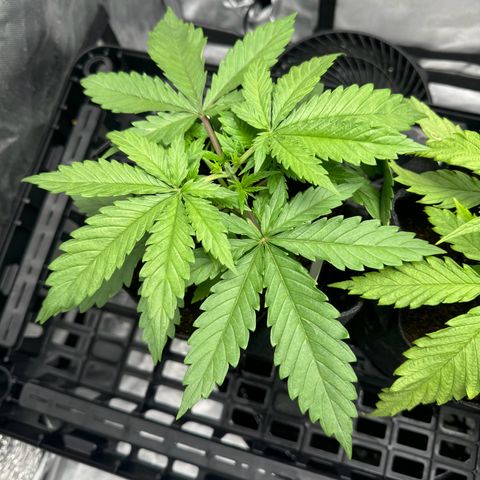 Ethos Super Lemon Reg #2 growlog photo: Topped 
