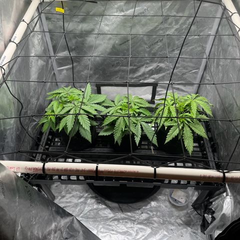 Ethos Super Lemon Reg #2 growlog photo: Waiting to fill the scrog