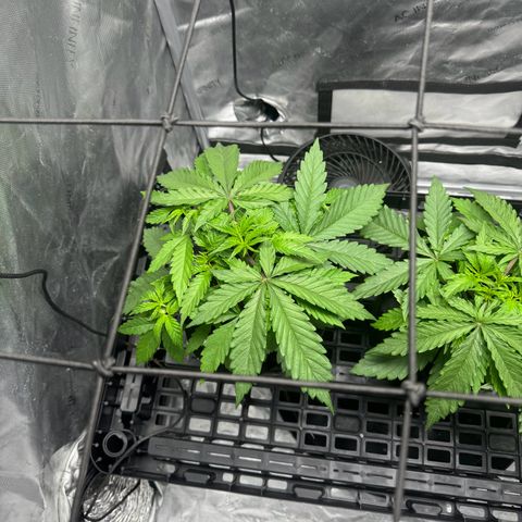 Ethos Super Lemon Reg #2 growlog photo: Waiting to fill the scrog